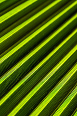 green striped background