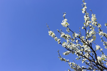 Branches of cherry blossoms against the blue sky. Natural spring background of nature. Floral background desktop wallpaper.