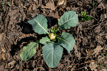 Orto Cavolfiore Bio green  italy contadini