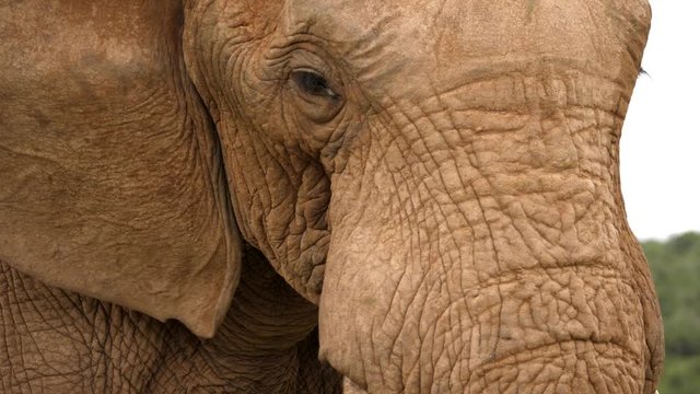 Closeup African elephant face with tusks as it moves to face camera