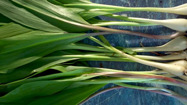 Closeup starting with white onion ends of ramps and moving to the left showing the green leaves.