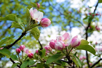 blooming pink flowers of an apple tree
