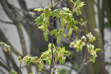 Branches with flowers of Acer Pseudoplatanus tree, known as the Sycamore or the Sycamore Maple.