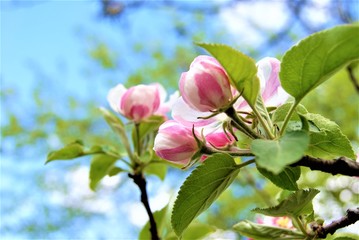 blooming pink apple tree