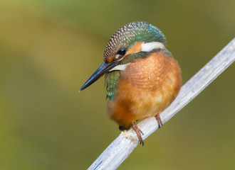Common Kingfisher, Alcedo atthis. The young bird sitting on a branch. Close-up. Bird looks into the water
