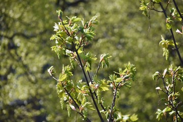 Branches with flowers of Acer Pseudoplatanus tree, known as the Sycamore or the Sycamore Maple.