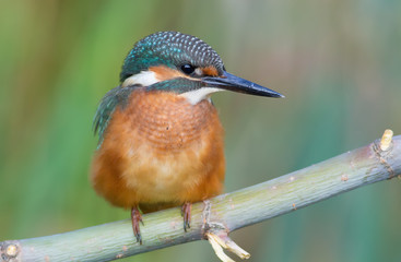 Common Kingfisher, Alcedo atthis. The young bird sitting on a branch. Close-up