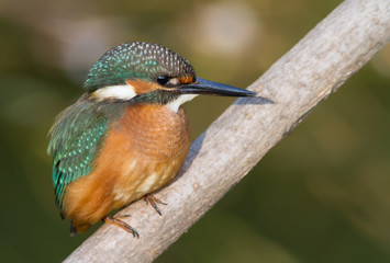 Common Kingfisher, Alcedo atthis. The young bird sitting on a branch. Close-up