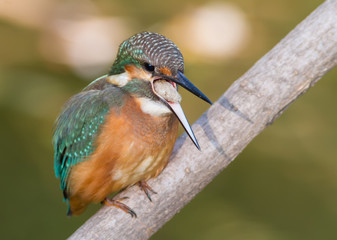 Common Kingfisher, Alcedo atthis. The young bird sitting on a branch. Close-up. The bird spits up the remains of eaten fish