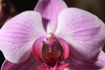 Fototapeta na wymiar Beautiful Flower of elegant color and a special aroma
