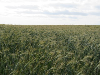 Beautiful green wheat waiting to ripen in the sun