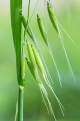 wild oat closeup