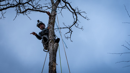 Worker with chainsaw  and helmet cutting down tree