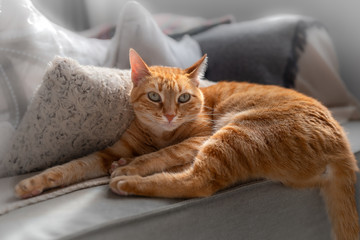 gato atigrado de color marron y ojos verdes acostado en el apoyabrazos de un sofa, mira a la camara