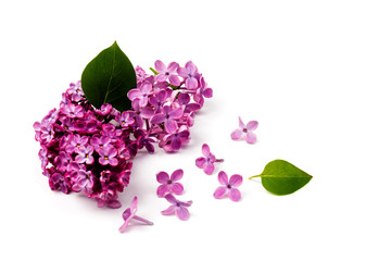 Fototapeta premium Beautiful blossoming lilac on white background. Space for text