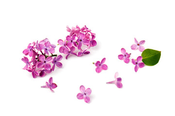 Naklejka na ściany i meble Beautiful blossoming lilac on white background. Space for text
