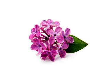 Beautiful blossoming lilac on white background. Space for text