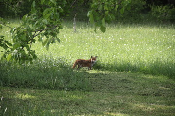 Female cautious fox in the meadow