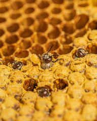 Drohne schlüpft aus Brutzelle einer Wabe aus Wachs in einer Bienenbeute von Honigbienen bei einem Imker