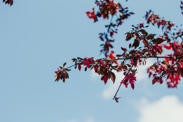 Sky  with touch of spring