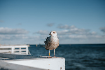 Close uo of a seagull in sopot or gdansk with a view of baltic sea in the background