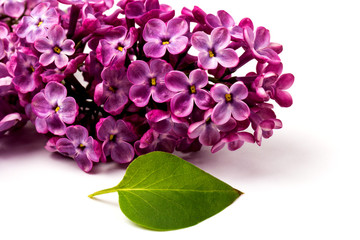 Naklejka na ściany i meble Beautiful blossoming lilac on white background. Space for text