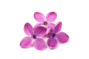 Naklejka na ściany i meble Beautiful blossoming lilac on white background. Copy space