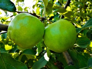 Two green apples hang on a branch with leaves on a summer sunny day.