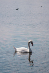 lonely white Swan, wild bird, Swan lake