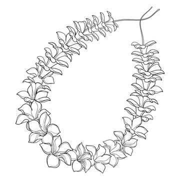 Fototapeta Outline Hawaiian lei necklace from tropical Allamanda flower and petal in black isolated on white background. 
