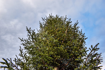 Christmas tree (fir tree) against cloudy Winter sky, Clapham Common, London, UK