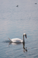 lonely white Swan, wild bird, Swan lake