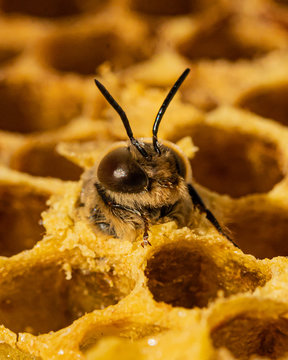 Drohne schl&uuml;pft aus Brutzelle einer Wabe aus Wachs in einer Bienenbeute von Honigbienen bei einem Imker
