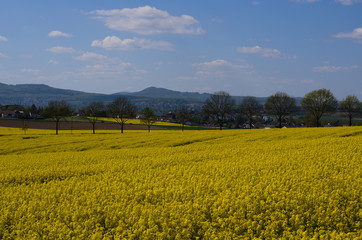 rapsfeld in klassel mit dörnberg im hintergrund