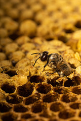 Drohne schlüpft aus Brutzelle einer Wabe aus Wachs in einer Bienenbeute von Honigbienen bei einem Imker