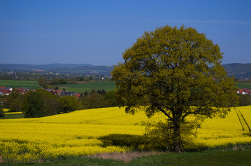 rapsfeld mit baum
