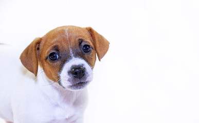 Cute muzzle puppy female Jack Russell Terrier on a white background. Horizontal format