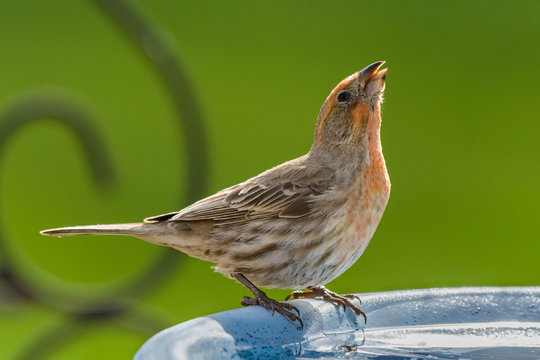 Male House Finch Perched on an Birdbath