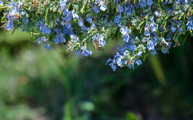 Honey bee pollinate violet flower in the spring or summer meadow. Seasonal natural scene. Bumblebee collecting nectar from purple flowers growing on meadow. Copy space