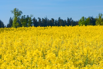 Fototapeta premium yellow rape field