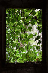 vine leaf curtain broken window