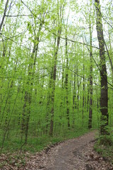 Fototapeta na wymiar Bright green foliage of trees pleases the eye after spring rain