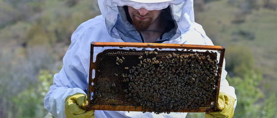 Young man holding a honeycomb with bees. Beekeeper inspecting and examining honeycomb frame at...