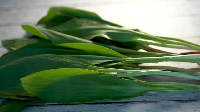 Low angle extreme closeup of green fresh leaves of just picked ramps on a white distressed wood background in a studio.