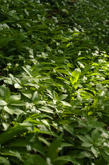 b&auml;rlauch allium ursinum n&auml;he reichenbach in nordhessen