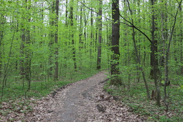 
Bright green foliage of trees pleases the eye after spring rain