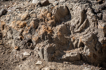 Broken of a stump in contrast light