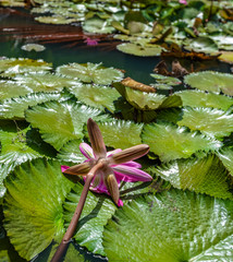 Nenuphars rose de Tahiti