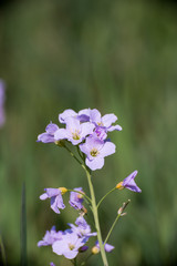 cuckoo flower on summer fielde Cardamine pratensis