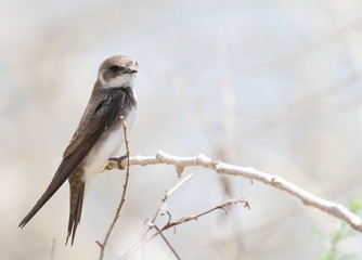 Swallow Sand Martin on branch background, riparia riparia